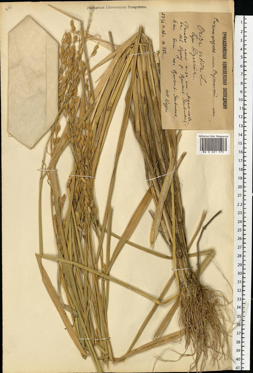 Oryza sativa L., Eastern Europe, Lower Volga region (E9) (Russia)