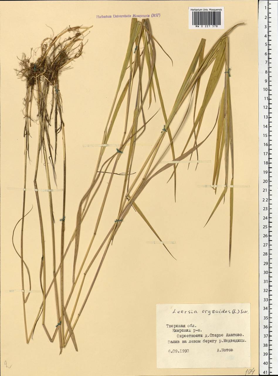 Leersia oryzoides (L.) Sw., Eastern Europe, North-Western region (E2) (Russia)
