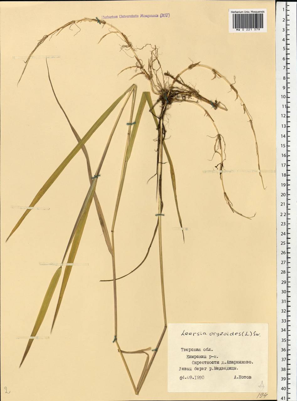 Leersia oryzoides (L.) Sw., Eastern Europe, North-Western region (E2) (Russia)