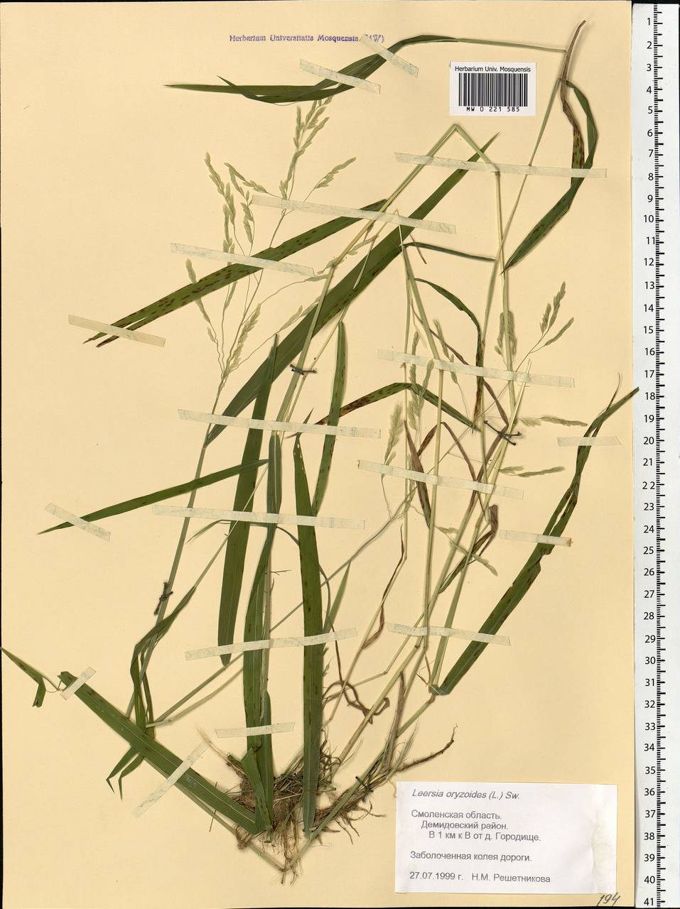 Leersia oryzoides (L.) Sw., Eastern Europe, Western region (E3) (Russia)