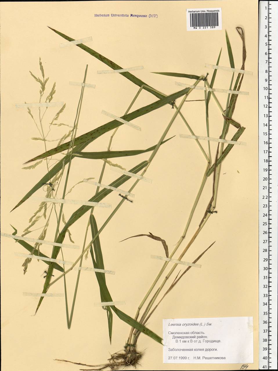 Leersia oryzoides (L.) Sw., Eastern Europe, Western region (E3) (Russia)