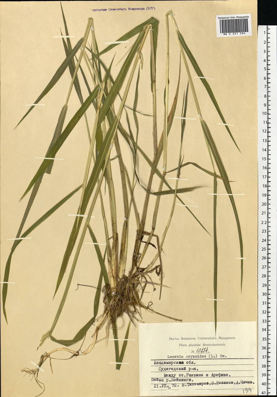 Leersia oryzoides (L.) Sw., Eastern Europe, Central region (E4) (Russia)