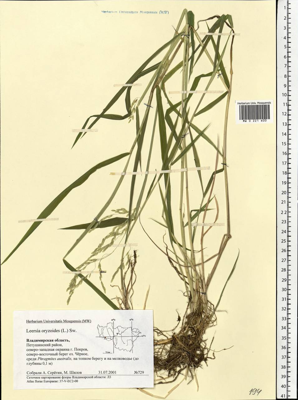 Leersia oryzoides (L.) Sw., Eastern Europe, Central region (E4) (Russia)