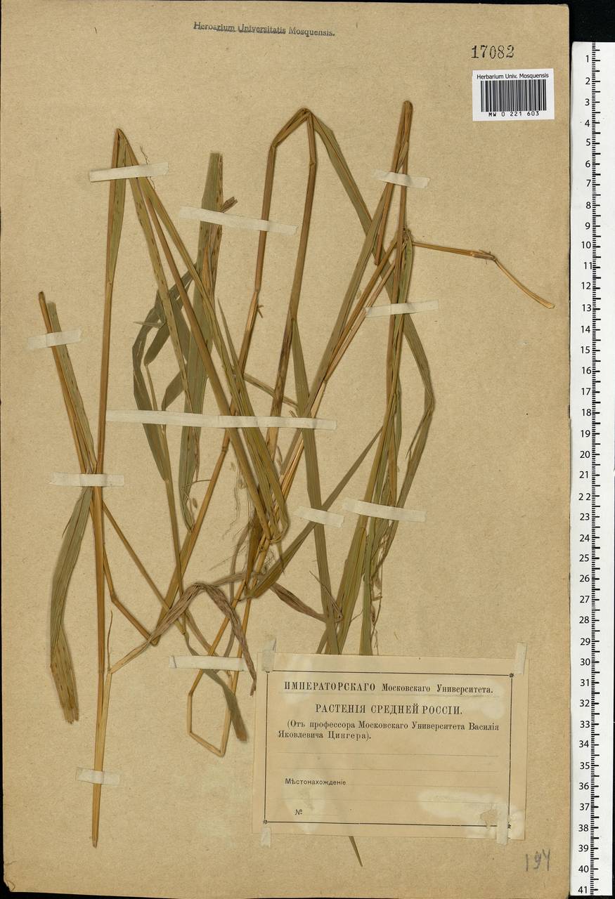 Leersia oryzoides (L.) Sw., Eastern Europe, Central region (E4) (Russia)