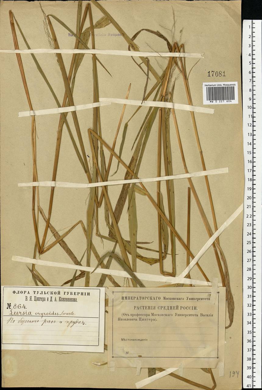 Leersia oryzoides (L.) Sw., Eastern Europe, Central region (E4) (Russia)