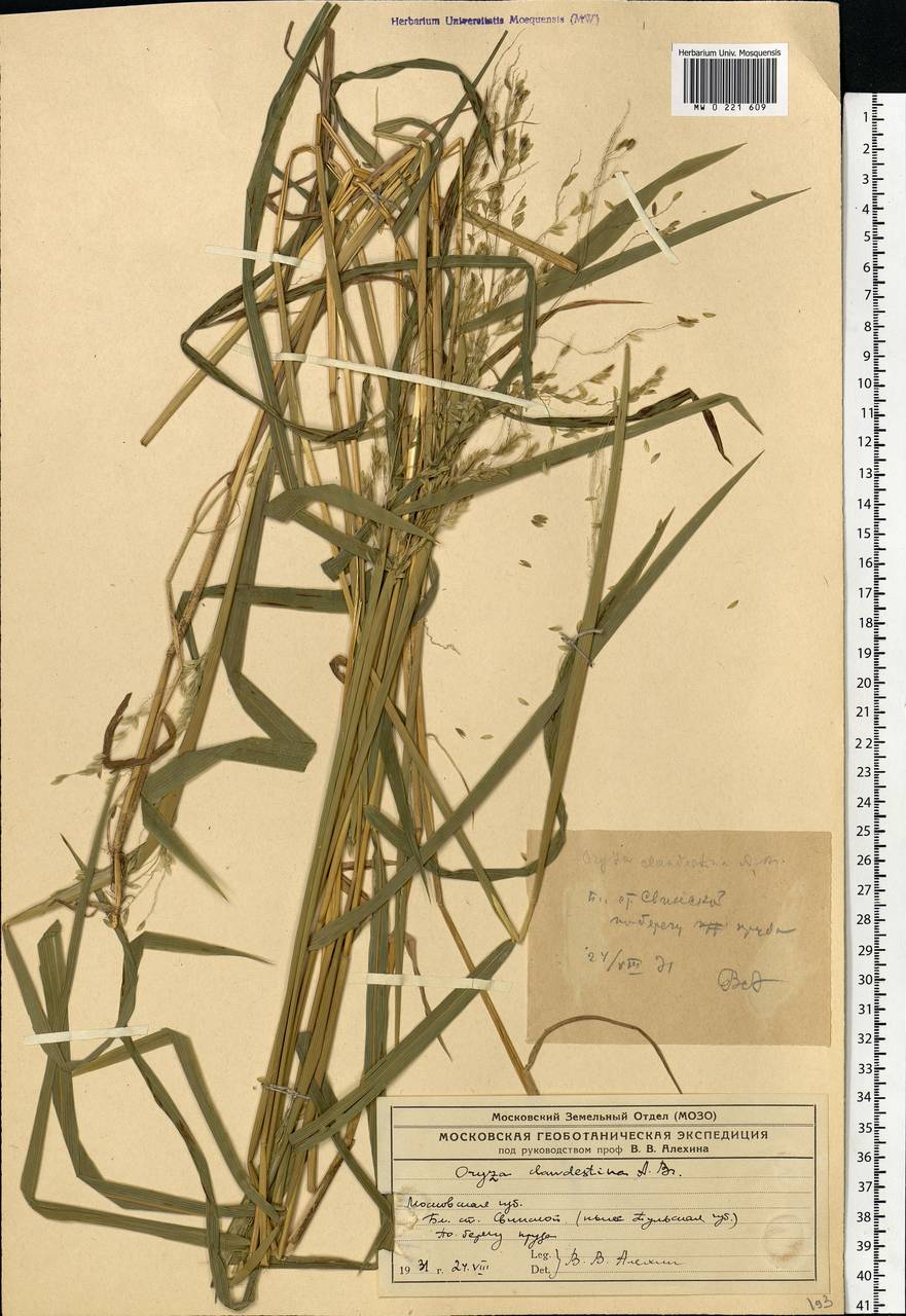 Leersia oryzoides (L.) Sw., Eastern Europe, Central region (E4) (Russia)