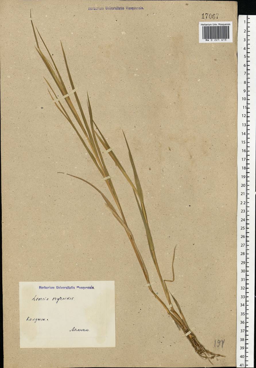 Leersia oryzoides (L.) Sw., Eastern Europe, Central region (E4) (Russia)