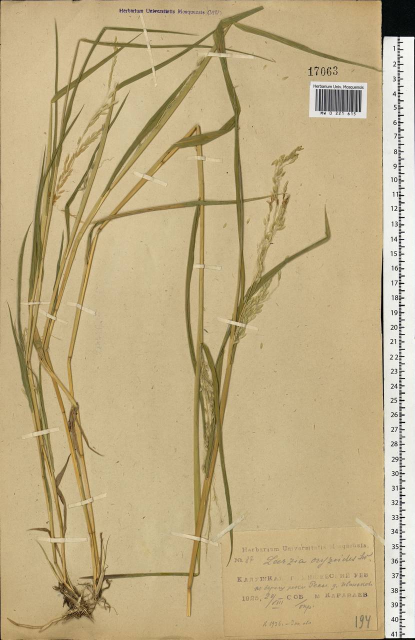 Leersia oryzoides (L.) Sw., Eastern Europe, Central region (E4) (Russia)