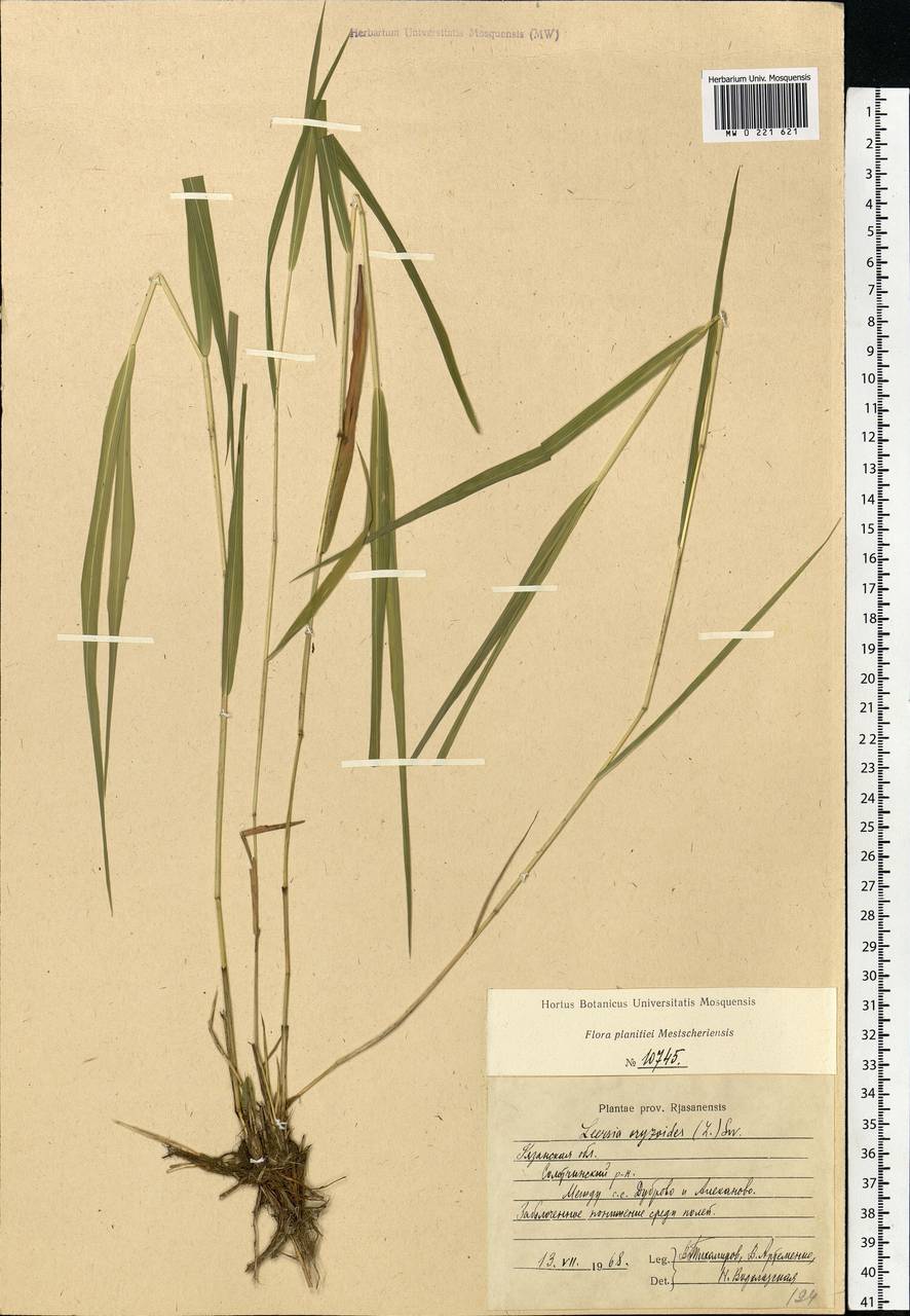 Leersia oryzoides (L.) Sw., Eastern Europe, Central region (E4) (Russia)