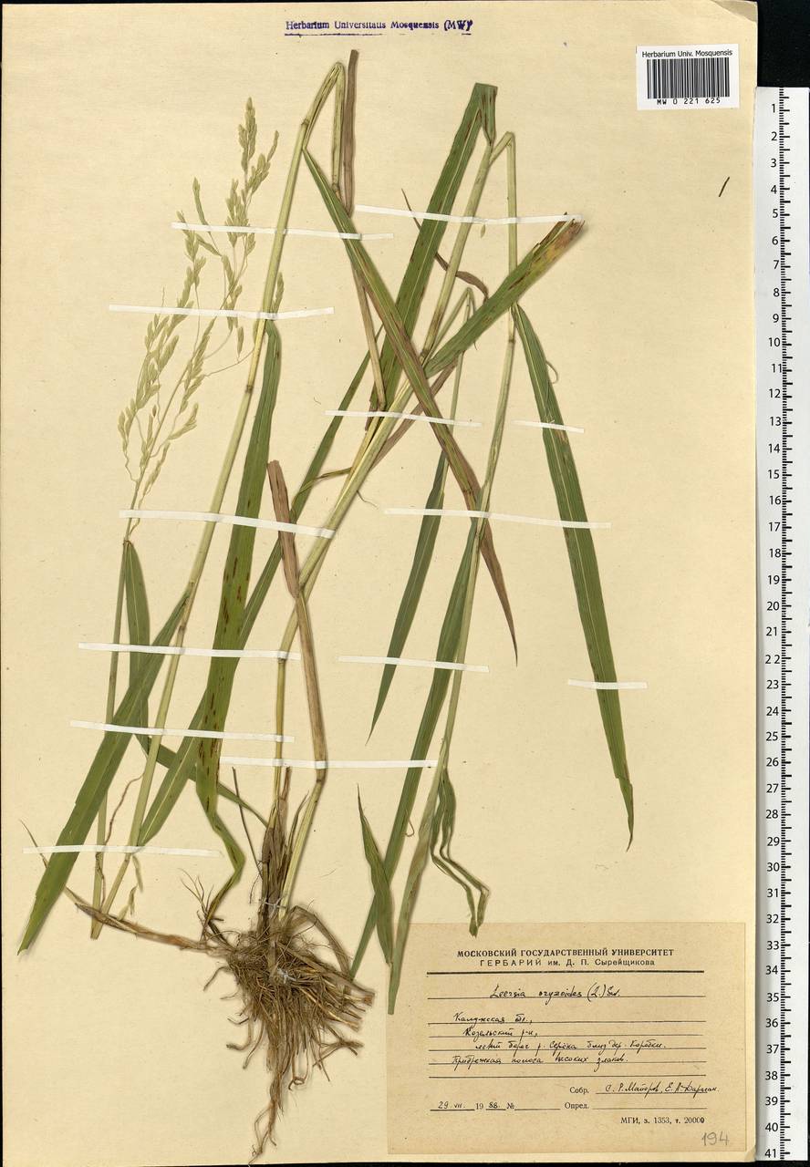 Leersia oryzoides (L.) Sw., Eastern Europe, Central region (E4) (Russia)