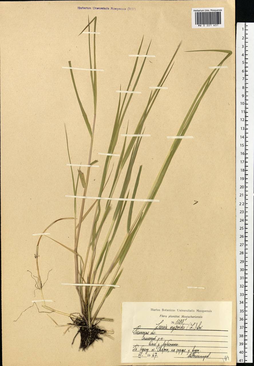 Leersia oryzoides (L.) Sw., Eastern Europe, Central region (E4) (Russia)