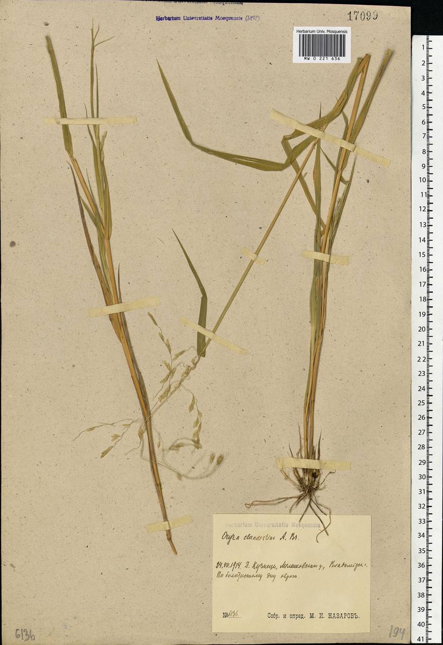 Leersia oryzoides (L.) Sw., Eastern Europe, Central region (E4) (Russia)