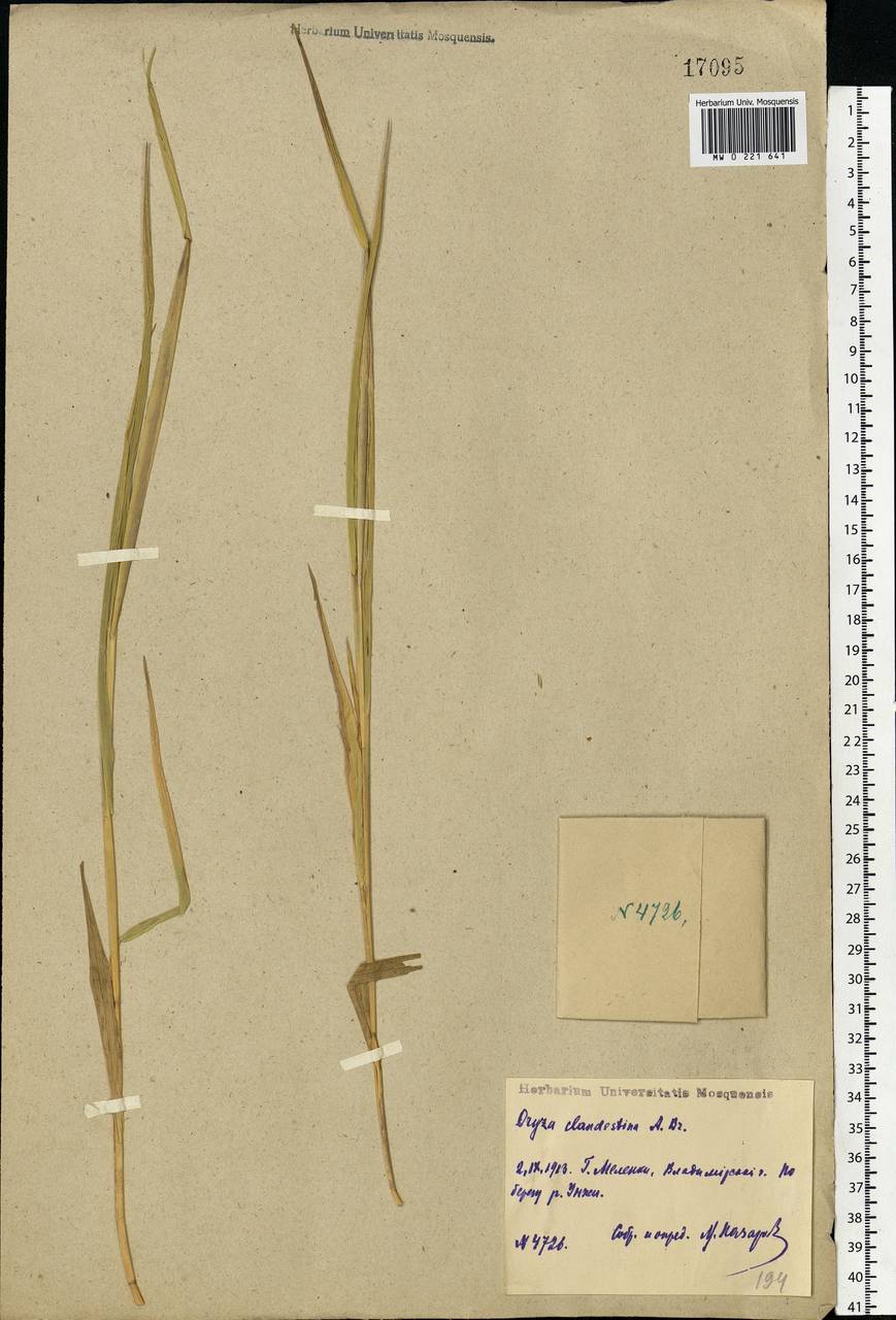 Leersia oryzoides (L.) Sw., Eastern Europe, Central region (E4) (Russia)