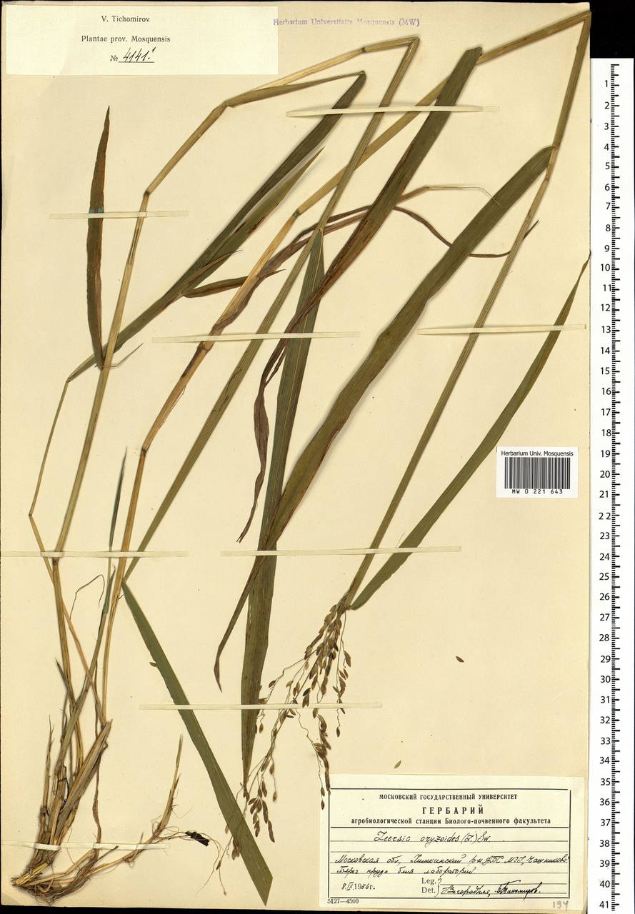 Leersia oryzoides (L.) Sw., Eastern Europe, Moscow region (E4a) (Russia)