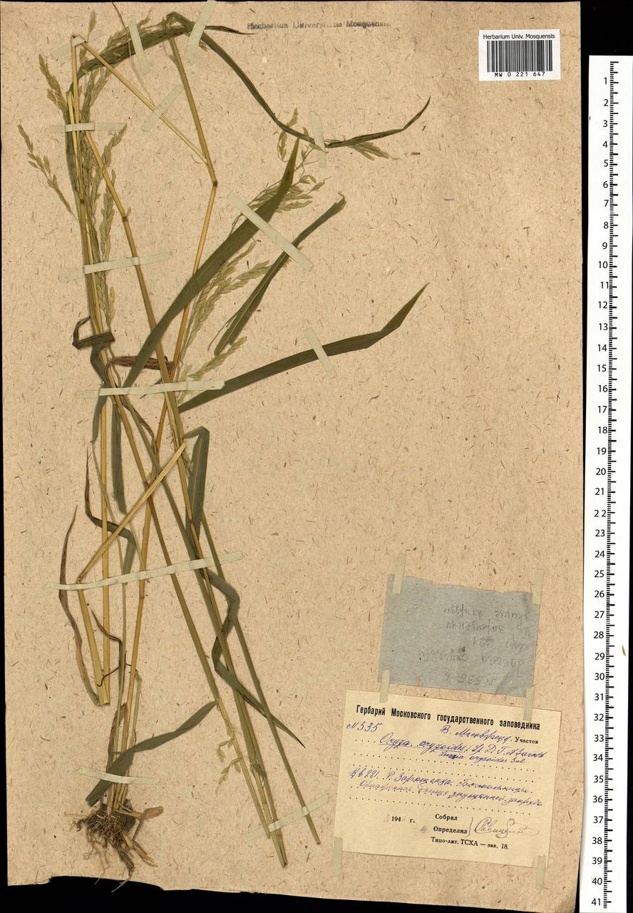 Leersia oryzoides (L.) Sw., Eastern Europe, Moscow region (E4a) (Russia)