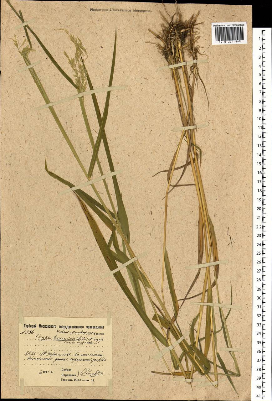 Leersia oryzoides (L.) Sw., Eastern Europe, Moscow region (E4a) (Russia)