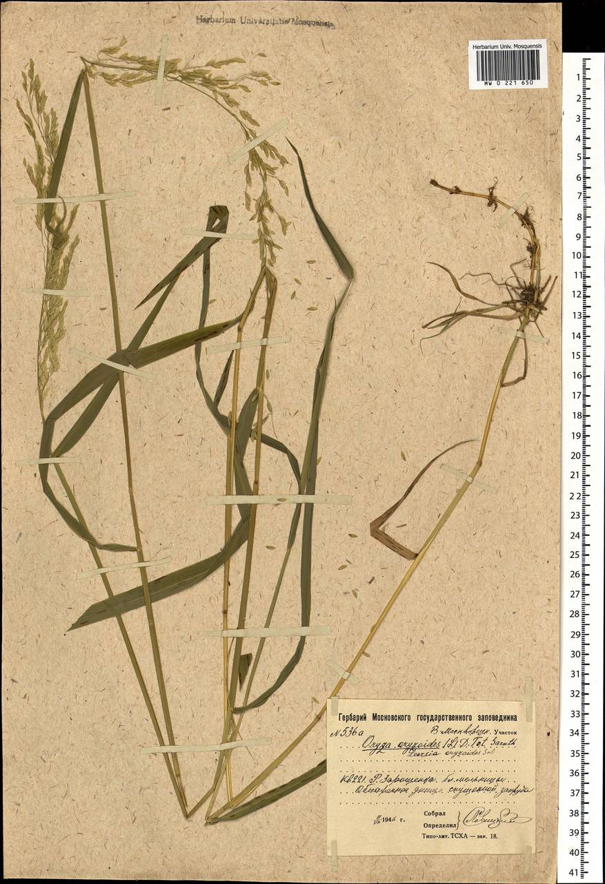 Leersia oryzoides (L.) Sw., Eastern Europe, Moscow region (E4a) (Russia)