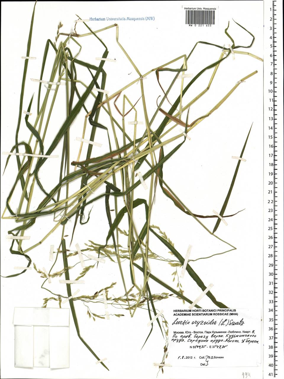 Leersia oryzoides (L.) Sw., Eastern Europe, Moscow region (E4a) (Russia)