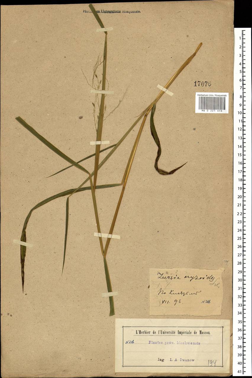 Leersia oryzoides (L.) Sw., Eastern Europe, Moscow region (E4a) (Russia)