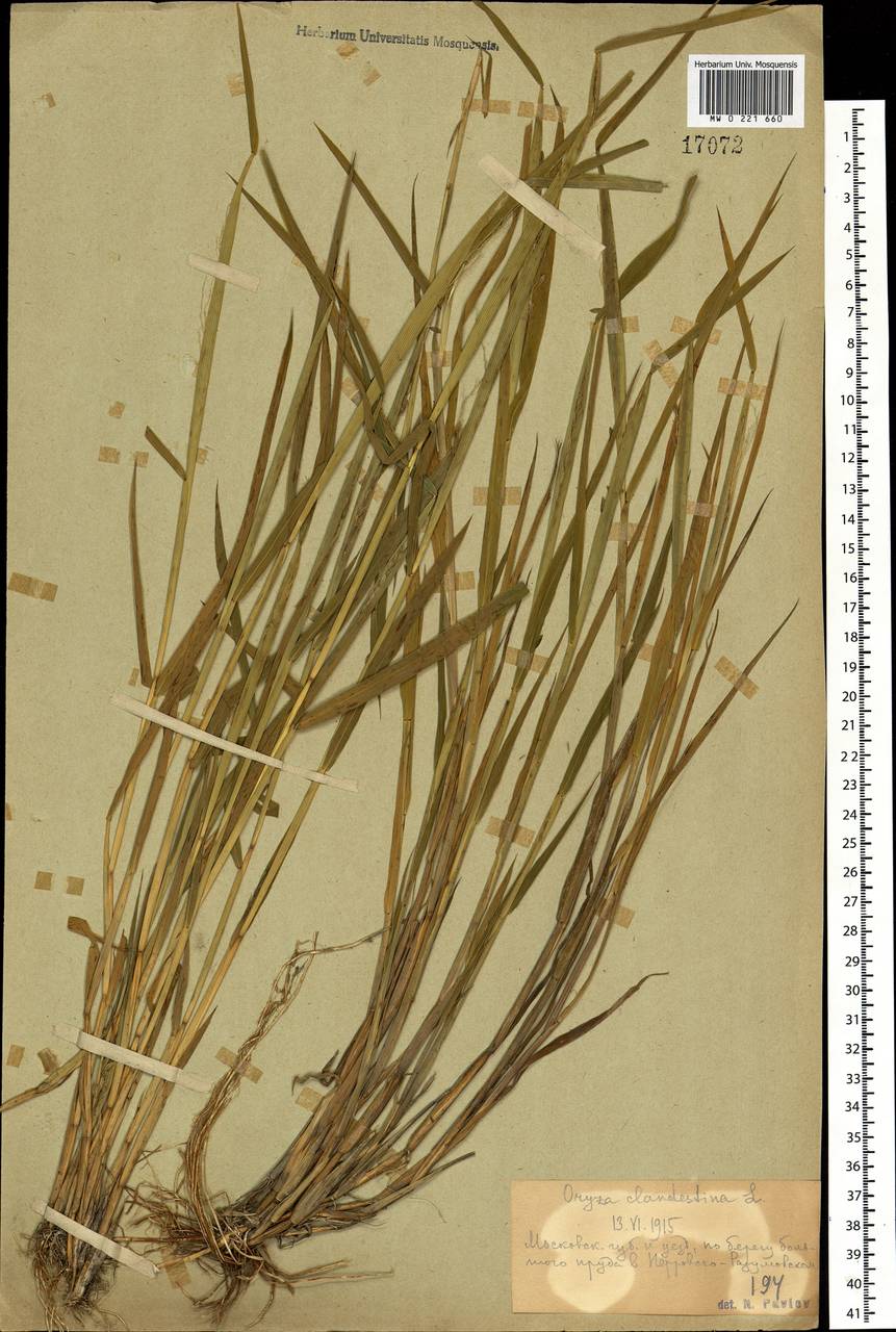 Leersia oryzoides (L.) Sw., Eastern Europe, Moscow region (E4a) (Russia)