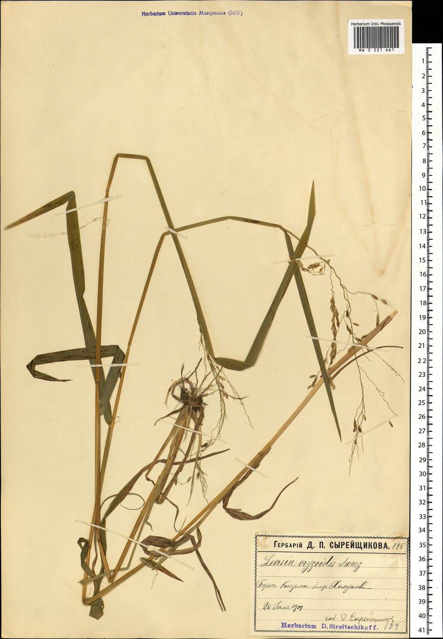 Leersia oryzoides (L.) Sw., Eastern Europe, Moscow region (E4a) (Russia)