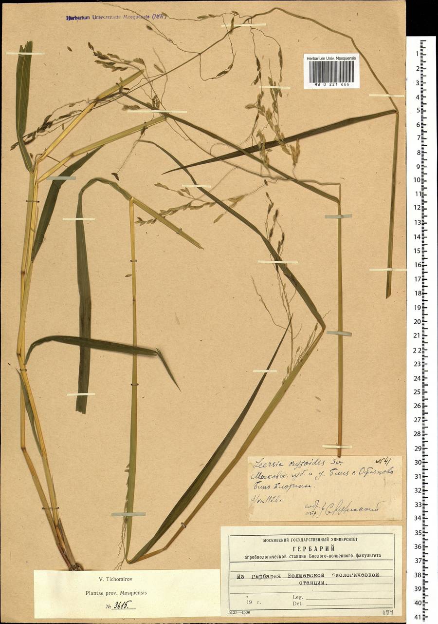 Leersia oryzoides (L.) Sw., Eastern Europe, Moscow region (E4a) (Russia)