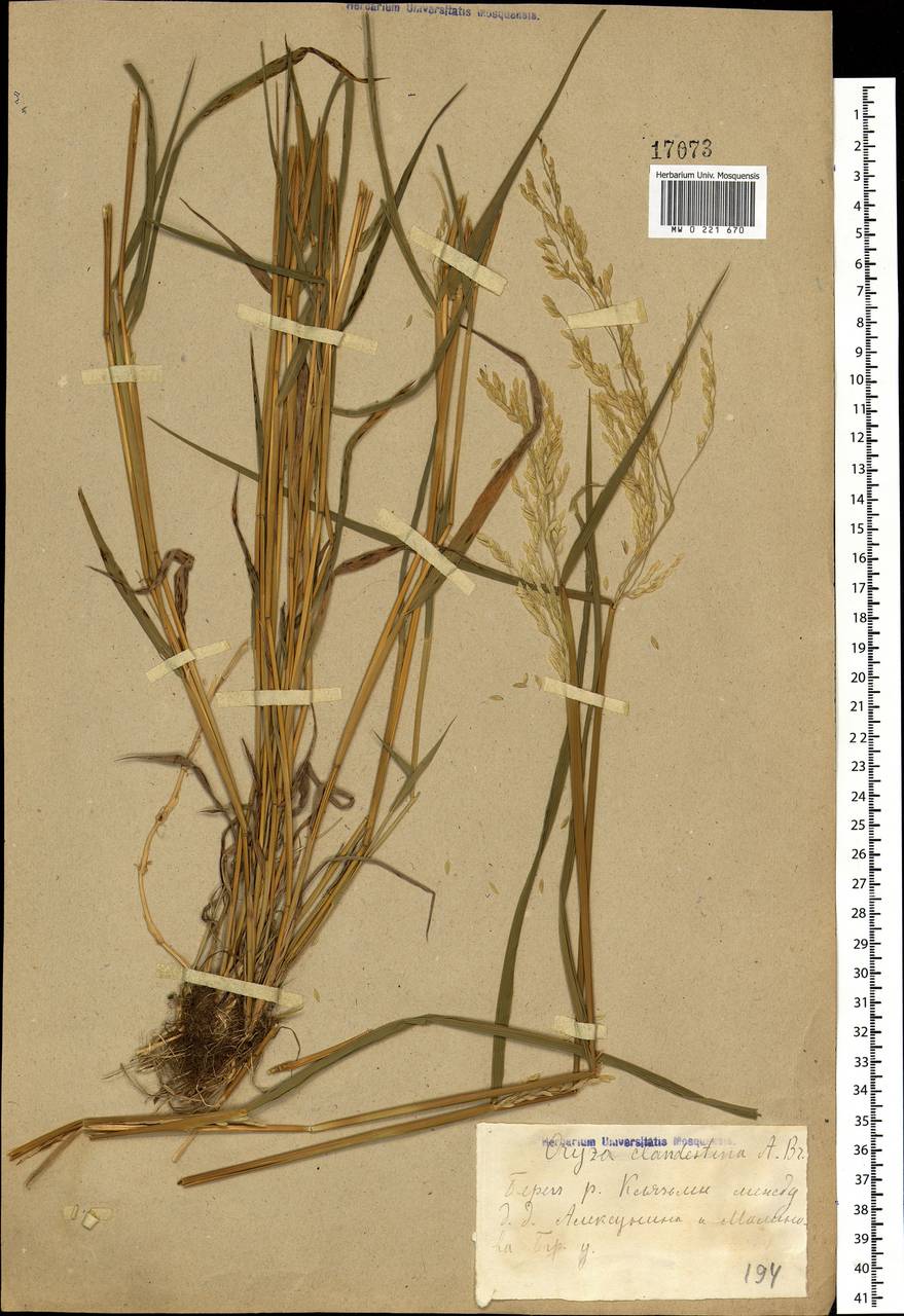 Leersia oryzoides (L.) Sw., Eastern Europe, Moscow region (E4a) (Russia)