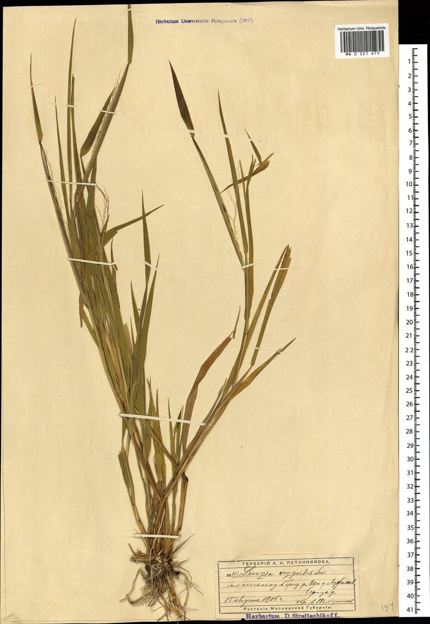 Leersia oryzoides (L.) Sw., Eastern Europe, Moscow region (E4a) (Russia)