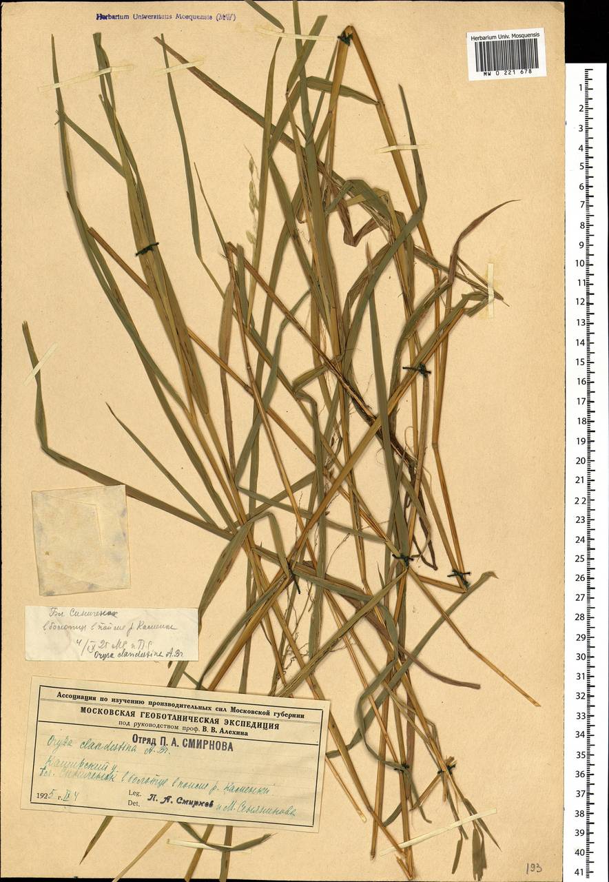 Leersia oryzoides (L.) Sw., Eastern Europe, Central region (E4) (Russia)