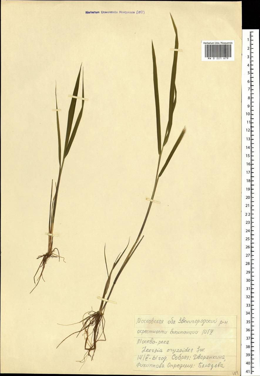 Leersia oryzoides (L.) Sw., Eastern Europe, Moscow region (E4a) (Russia)