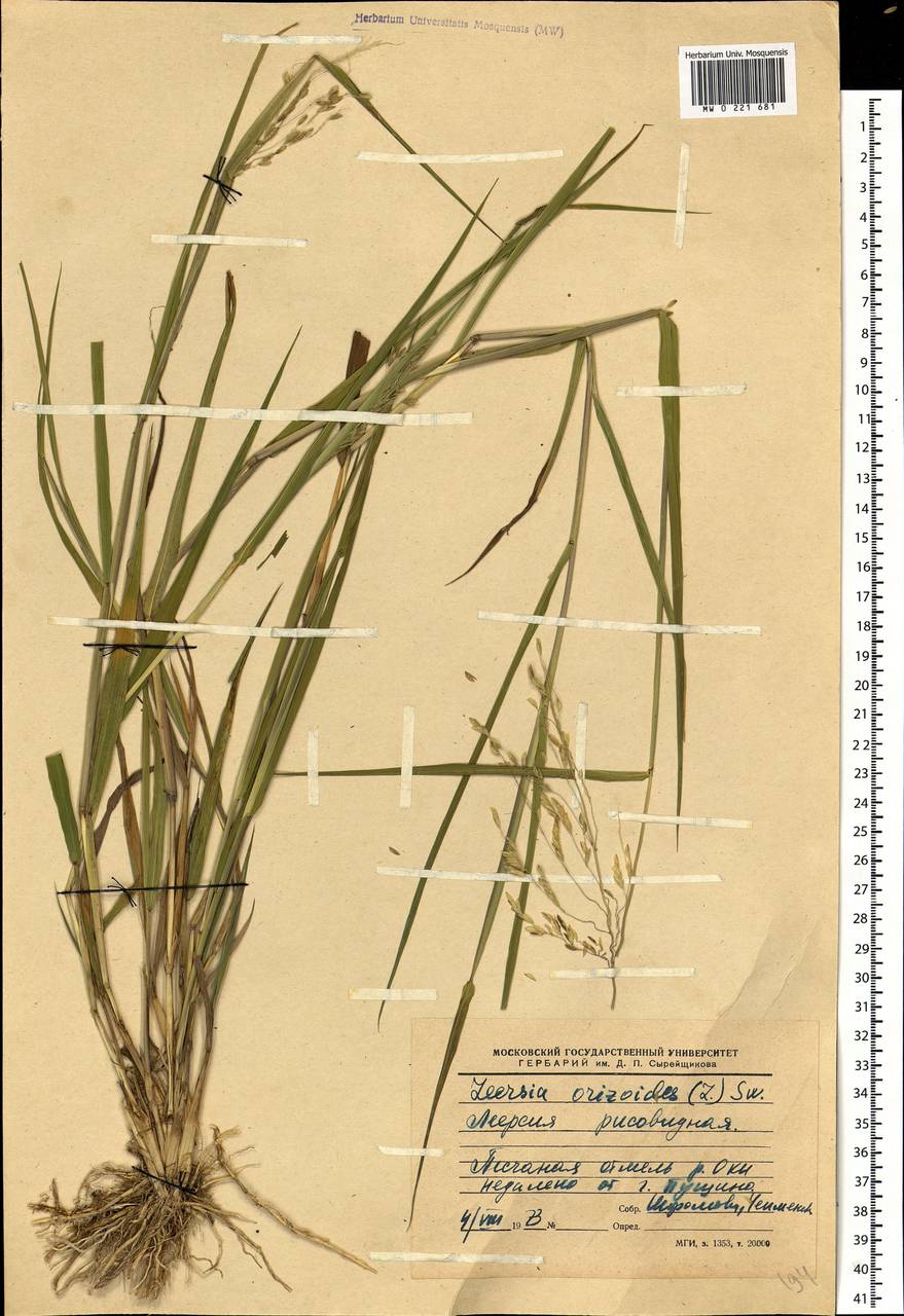 Leersia oryzoides (L.) Sw., Eastern Europe, Moscow region (E4a) (Russia)