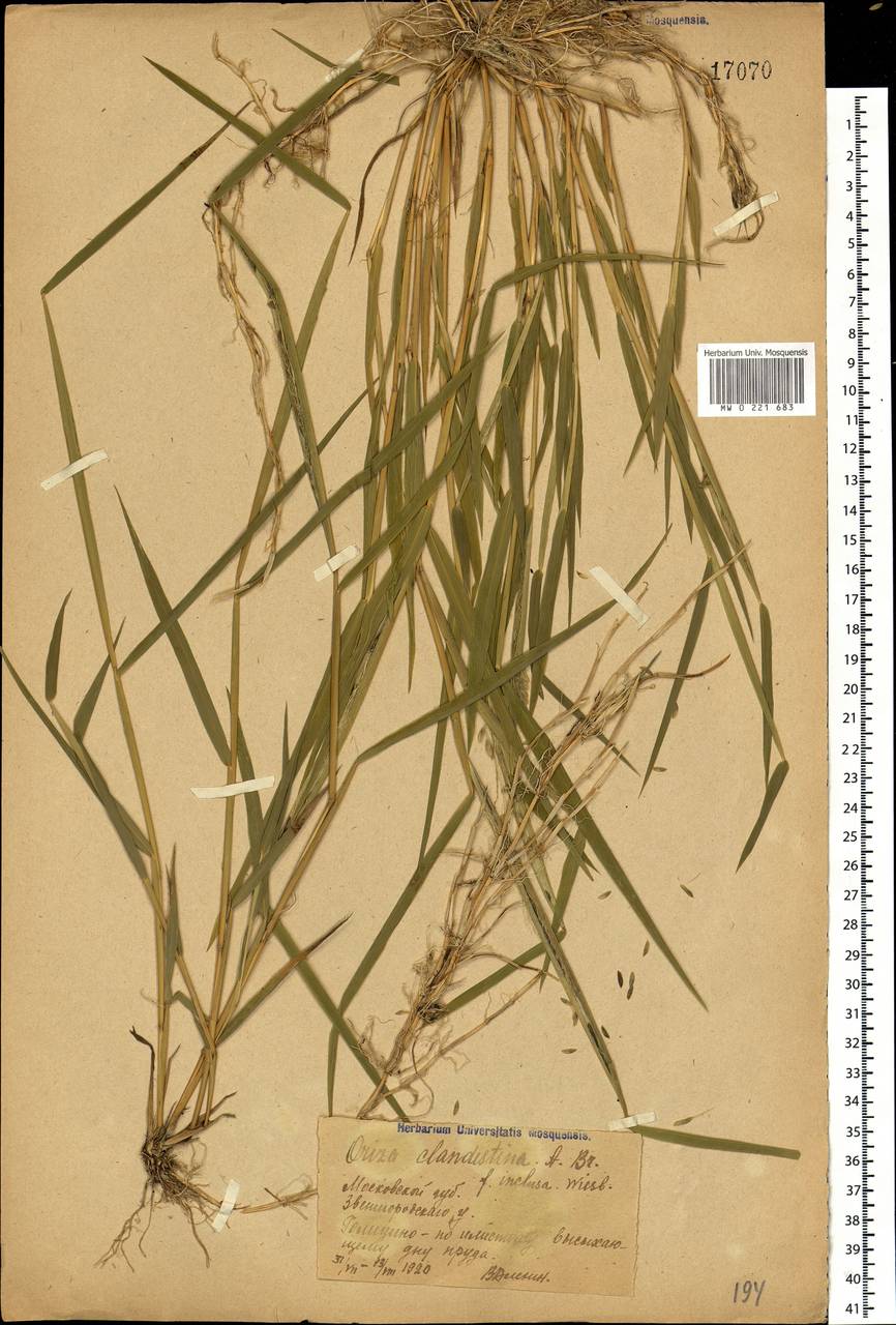 Leersia oryzoides (L.) Sw., Eastern Europe, Moscow region (E4a) (Russia)