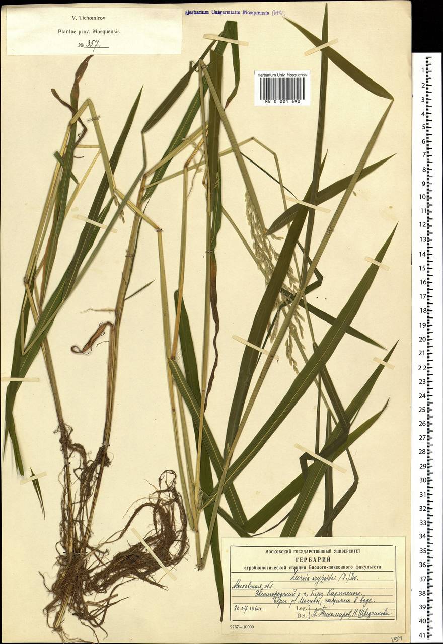 Leersia oryzoides (L.) Sw., Eastern Europe, Moscow region (E4a) (Russia)