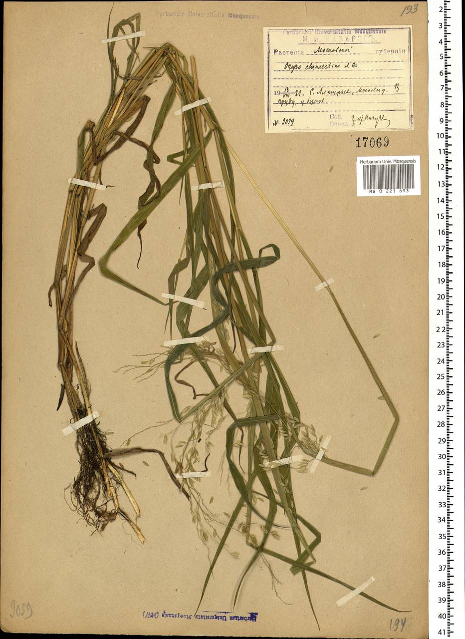 Leersia oryzoides (L.) Sw., Eastern Europe, Moscow region (E4a) (Russia)