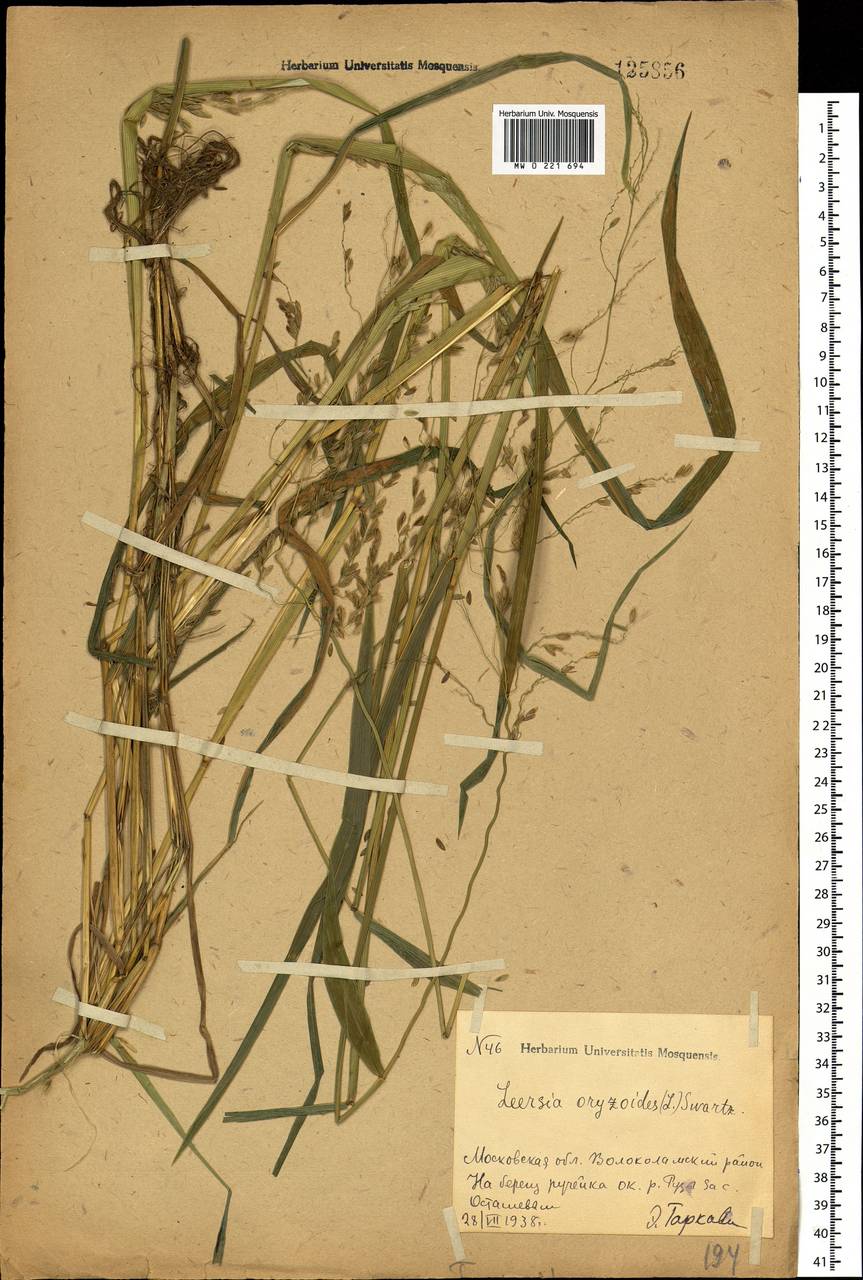 Leersia oryzoides (L.) Sw., Eastern Europe, Moscow region (E4a) (Russia)