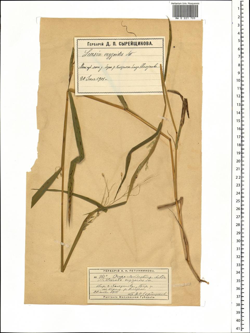 Leersia oryzoides (L.) Sw., Eastern Europe, Moscow region (E4a) (Russia)