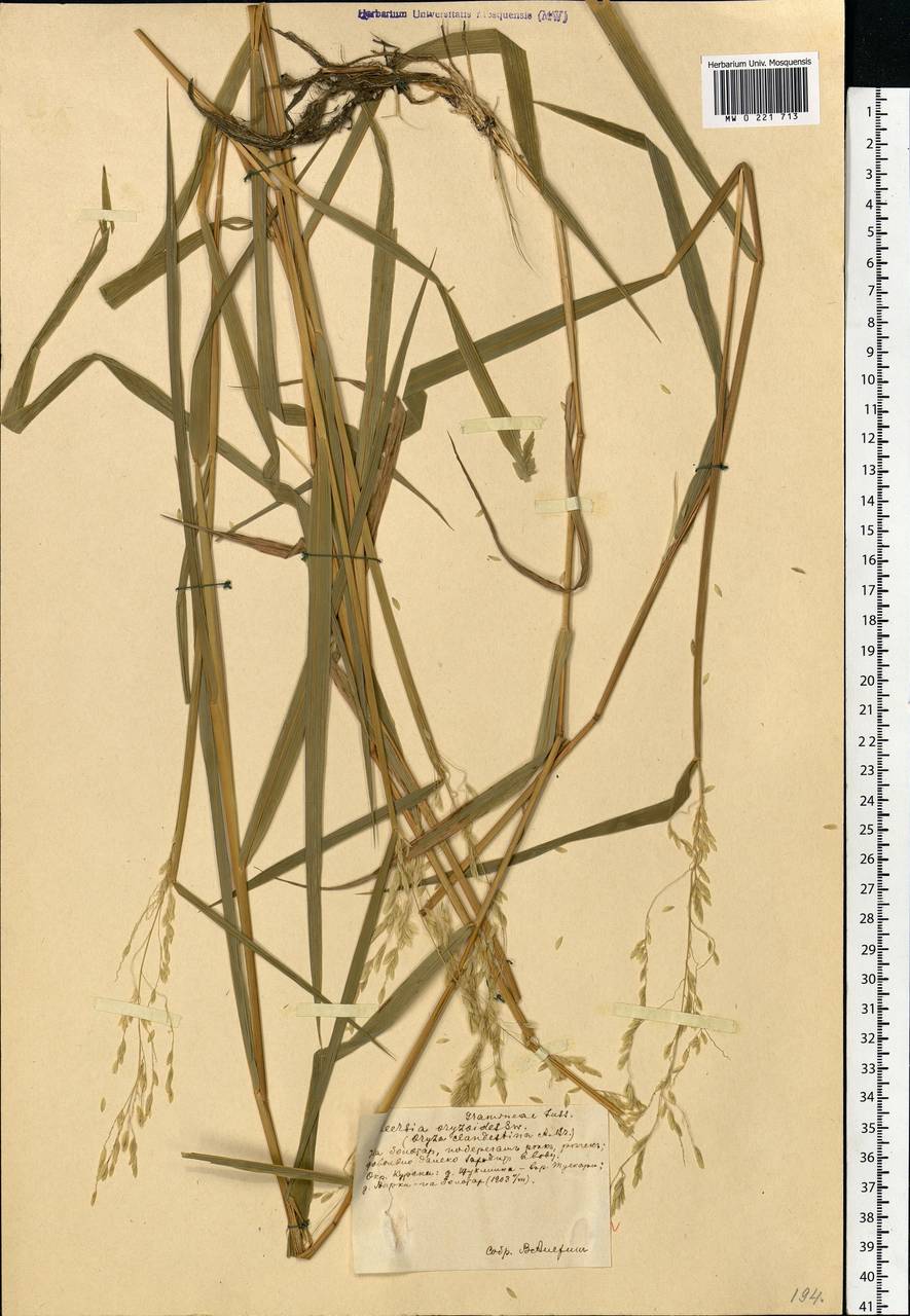 Leersia oryzoides (L.) Sw., Eastern Europe, Central forest-and-steppe region (E6) (Russia)