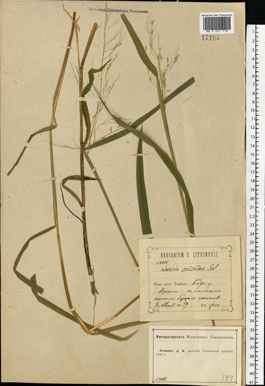 Leersia oryzoides (L.) Sw., Eastern Europe, Central forest-and-steppe region (E6) (Russia)