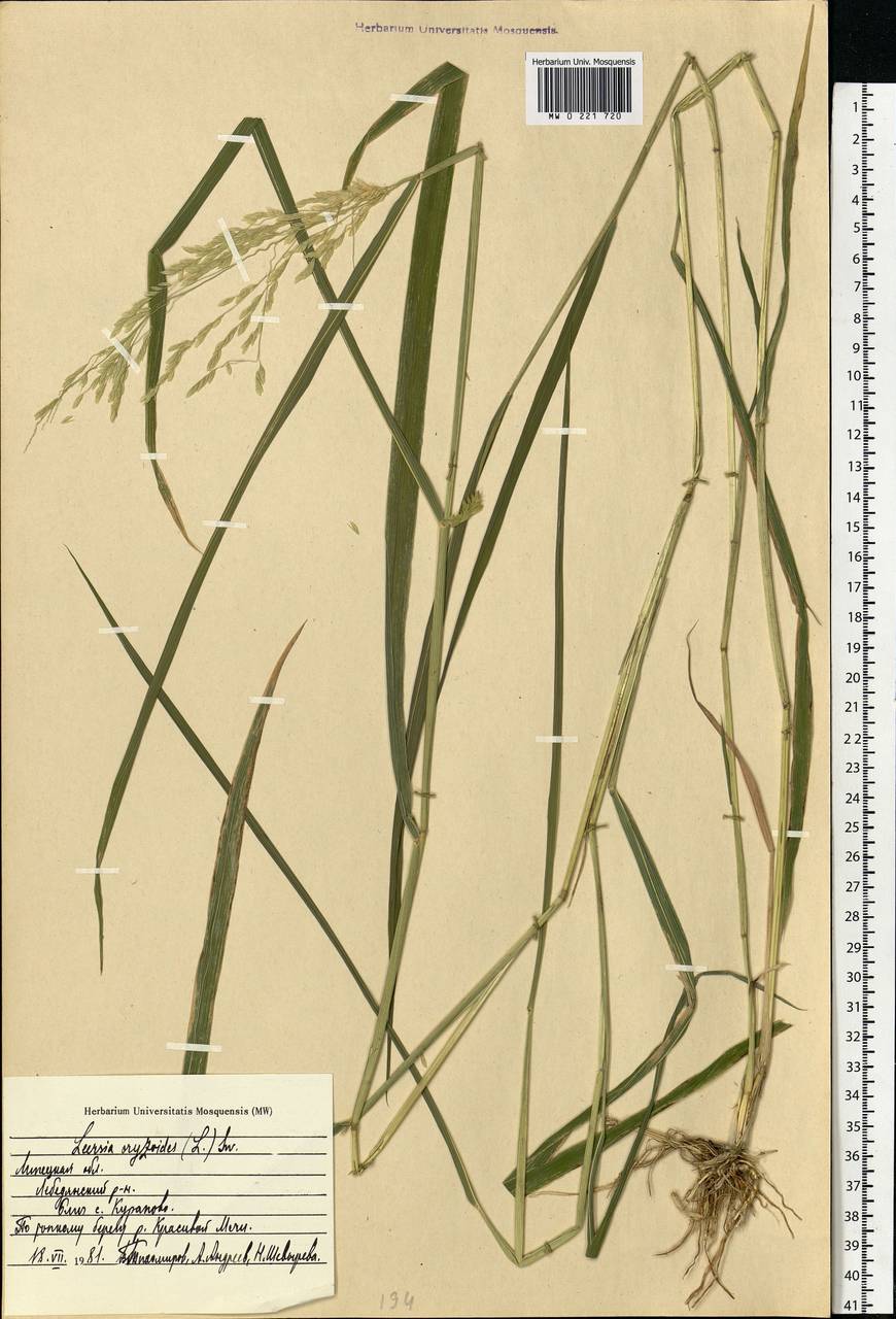 Leersia oryzoides (L.) Sw., Eastern Europe, Central forest-and-steppe region (E6) (Russia)