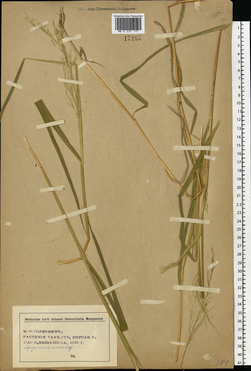 Leersia oryzoides (L.) Sw., Eastern Europe, Central forest-and-steppe region (E6) (Russia)