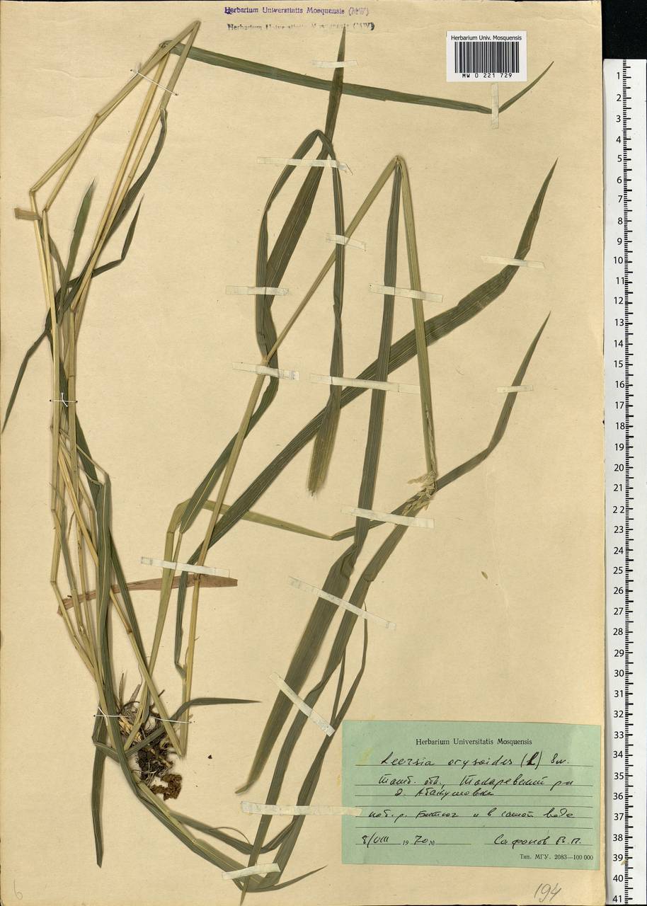 Leersia oryzoides (L.) Sw., Eastern Europe, Central forest-and-steppe region (E6) (Russia)