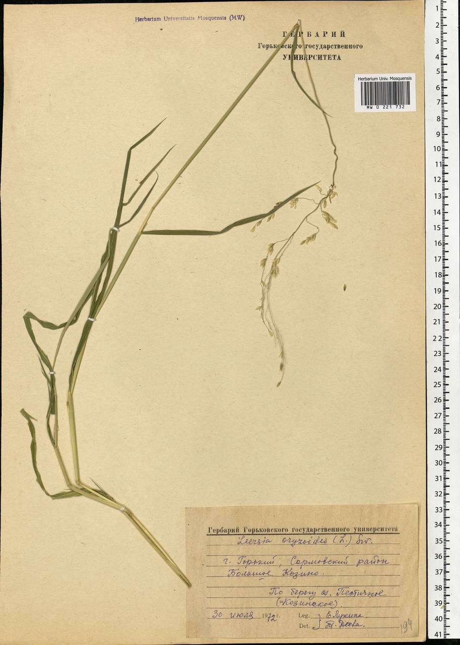 Leersia oryzoides (L.) Sw., Eastern Europe, Volga-Kama region (E7) (Russia)