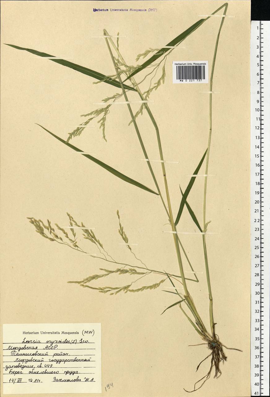 Leersia oryzoides (L.) Sw., Eastern Europe, Middle Volga region (E8) (Russia)