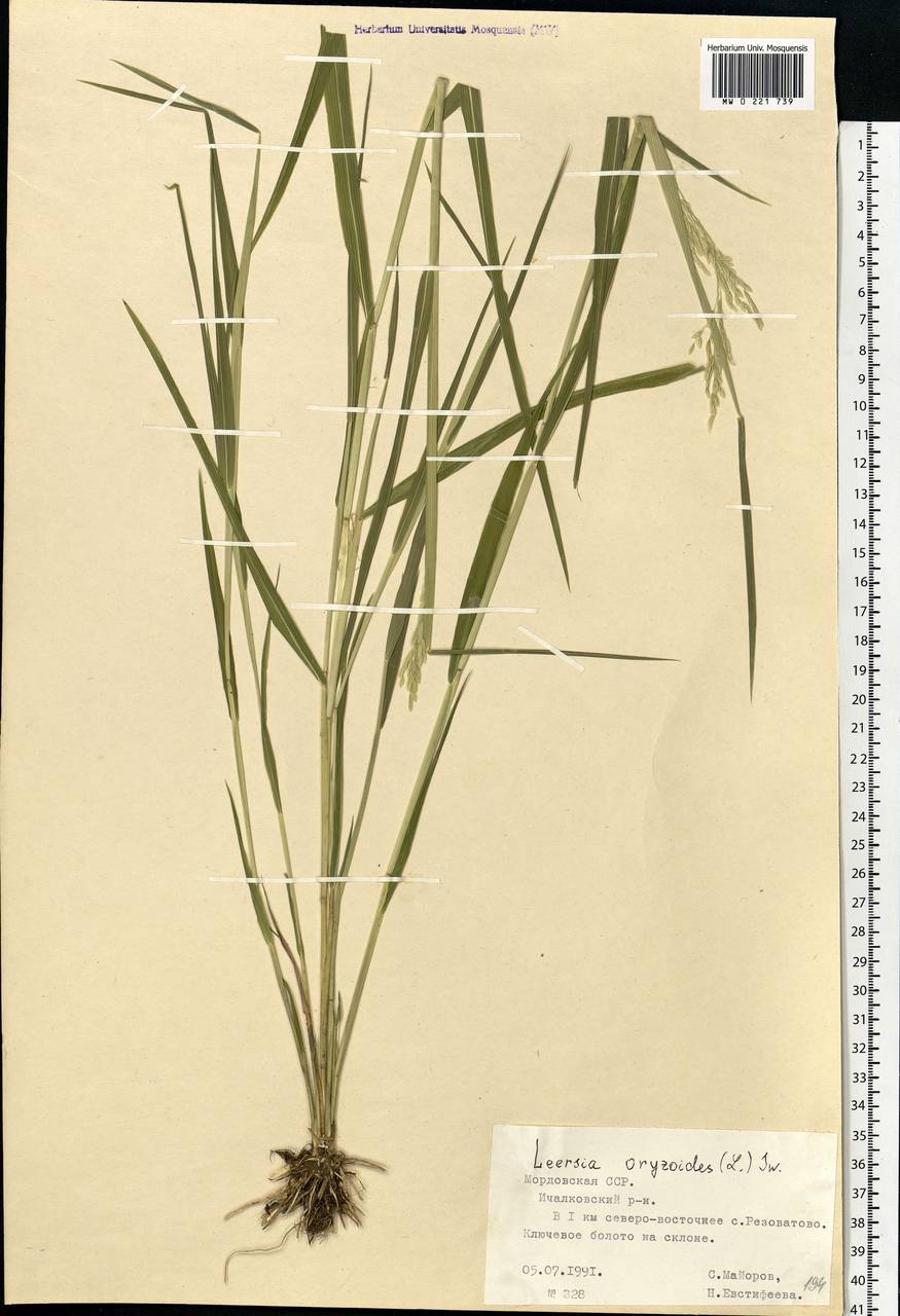 Leersia oryzoides (L.) Sw., Eastern Europe, Middle Volga region (E8) (Russia)