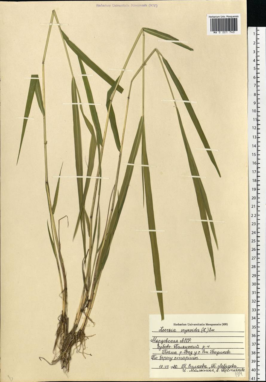 Leersia oryzoides (L.) Sw., Eastern Europe, Middle Volga region (E8) (Russia)