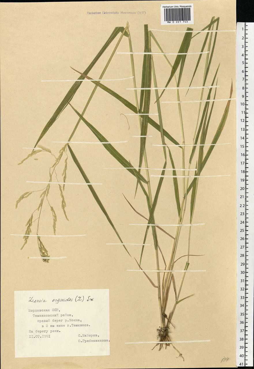 Leersia oryzoides (L.) Sw., Eastern Europe, Middle Volga region (E8) (Russia)