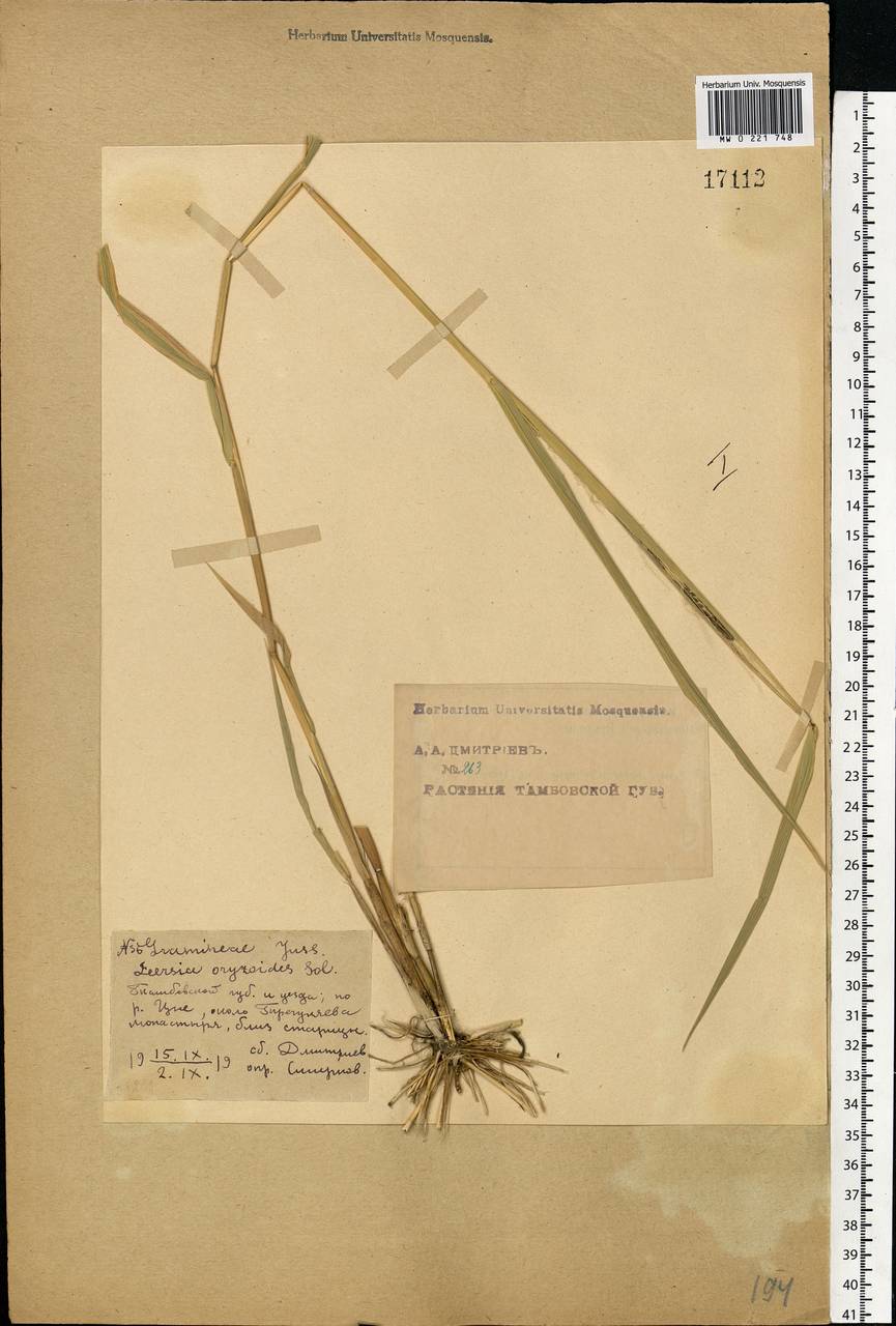 Leersia oryzoides (L.) Sw., Eastern Europe, Central forest-and-steppe region (E6) (Russia)