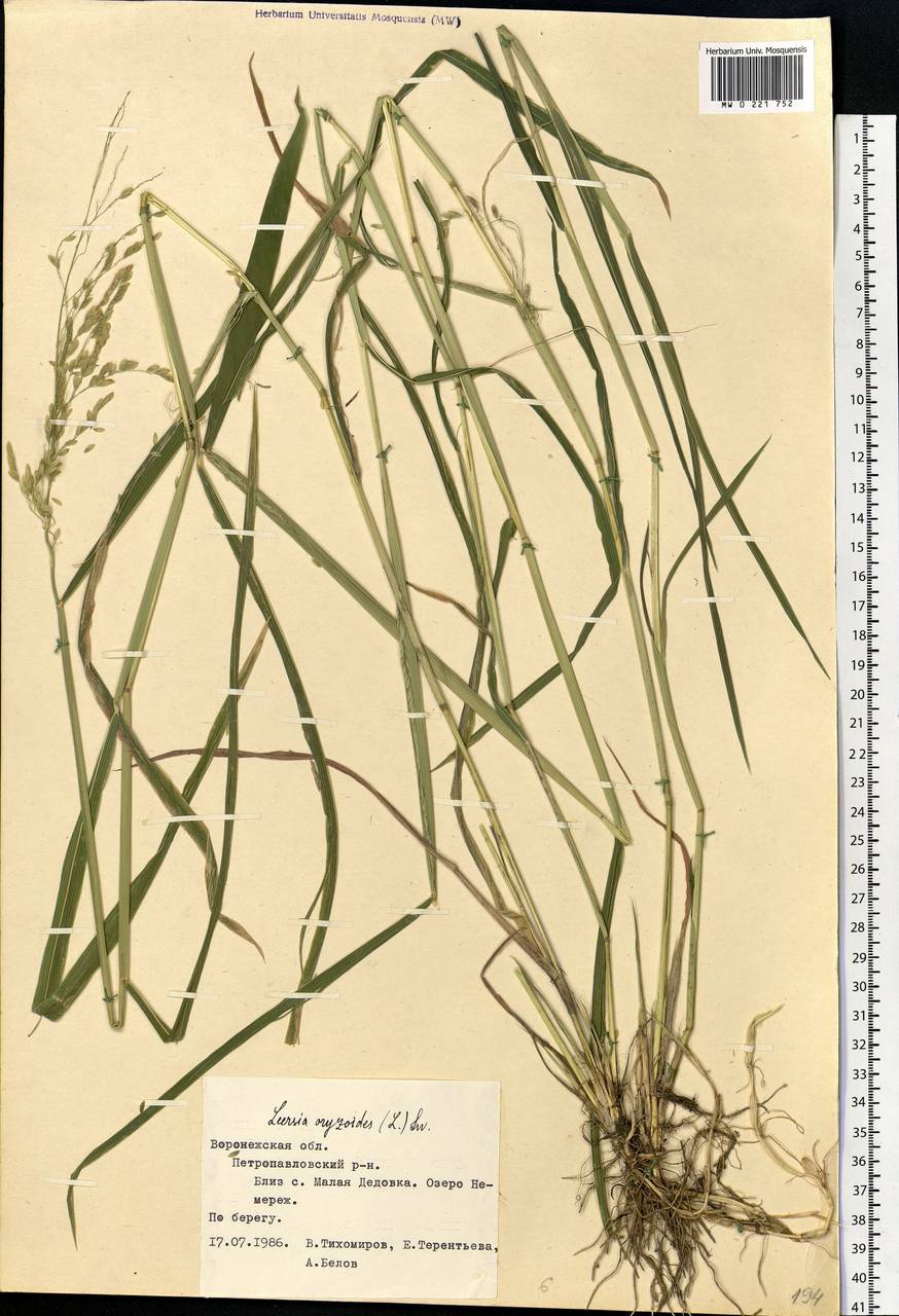 Leersia oryzoides (L.) Sw., Eastern Europe, Central forest-and-steppe region (E6) (Russia)