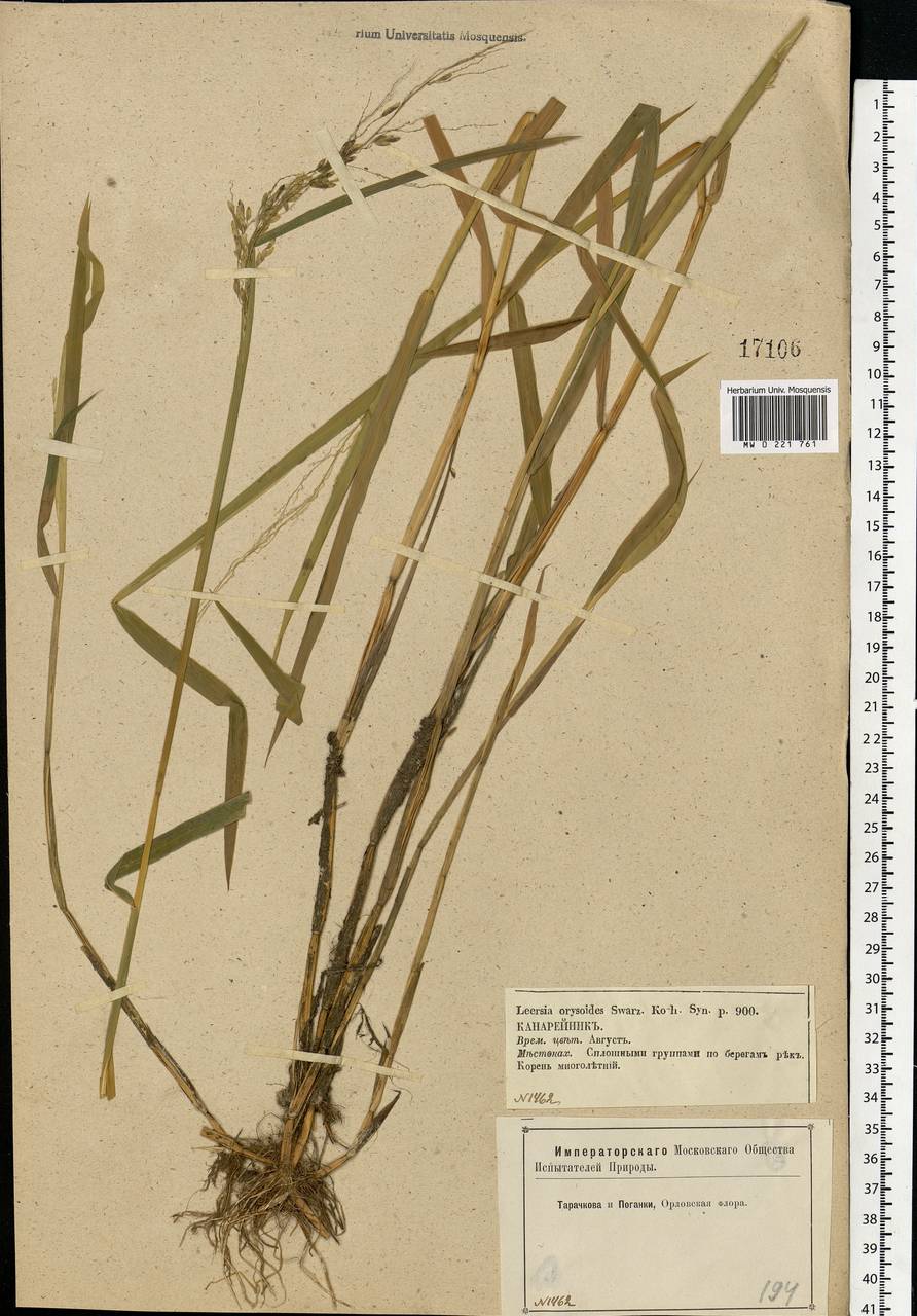 Leersia oryzoides (L.) Sw., Eastern Europe, Central forest-and-steppe region (E6) (Russia)