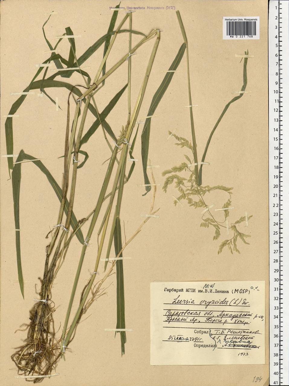 Leersia oryzoides (L.) Sw., Eastern Europe, Lower Volga region (E9) (Russia)